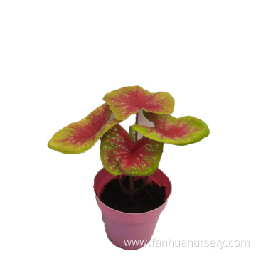 caladium bazhuayu in lower price